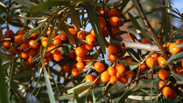 16x9_608x342px_rs390_sea-buckthorn-italy-