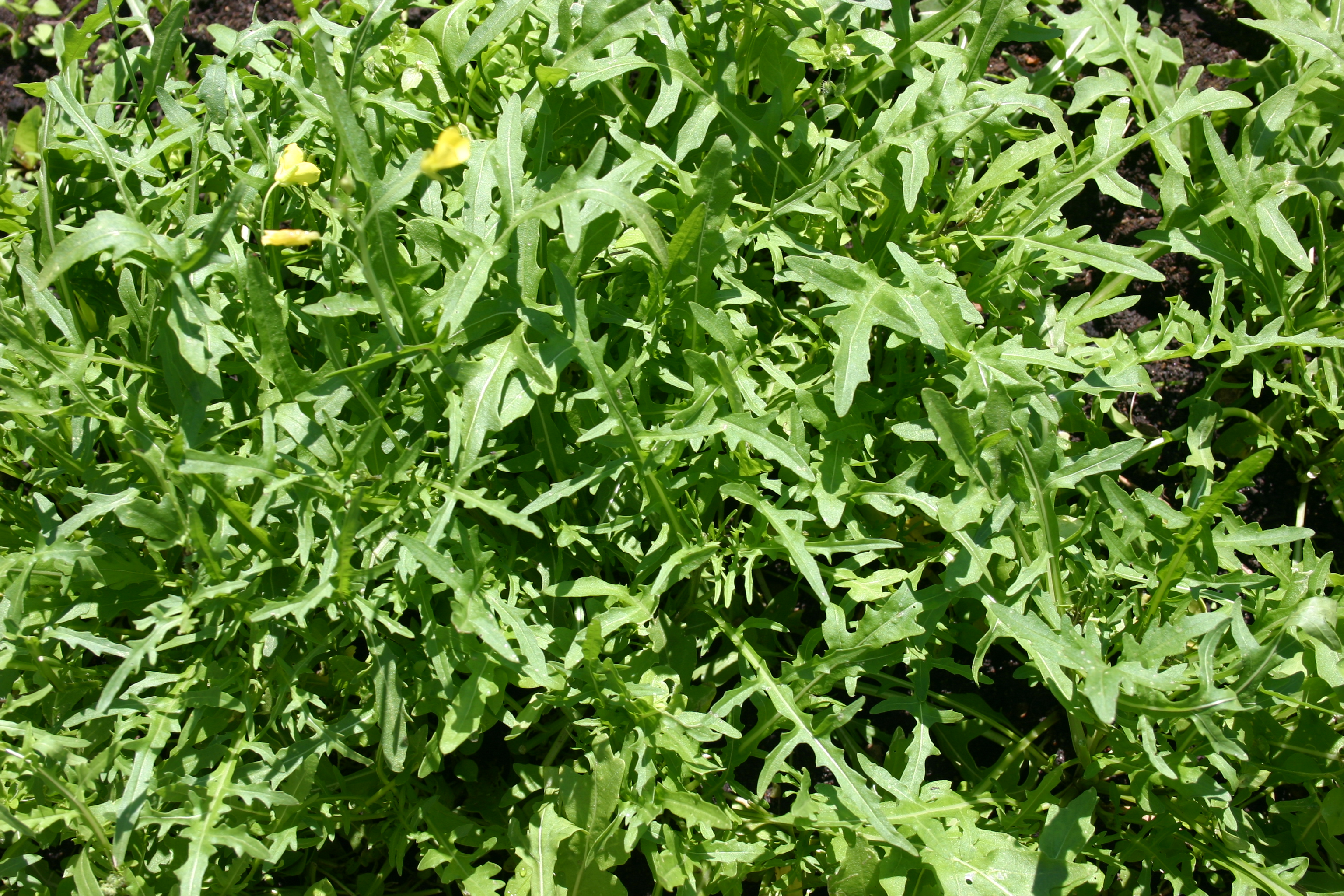 rucola