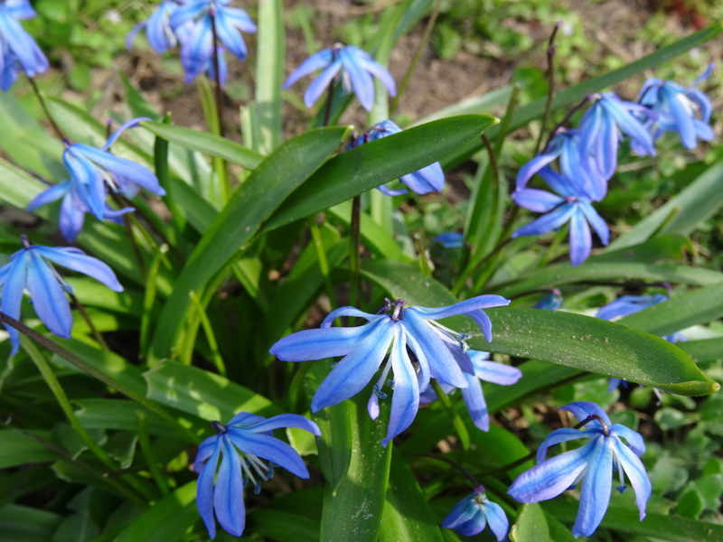 BeautyBlog-blå-blomst