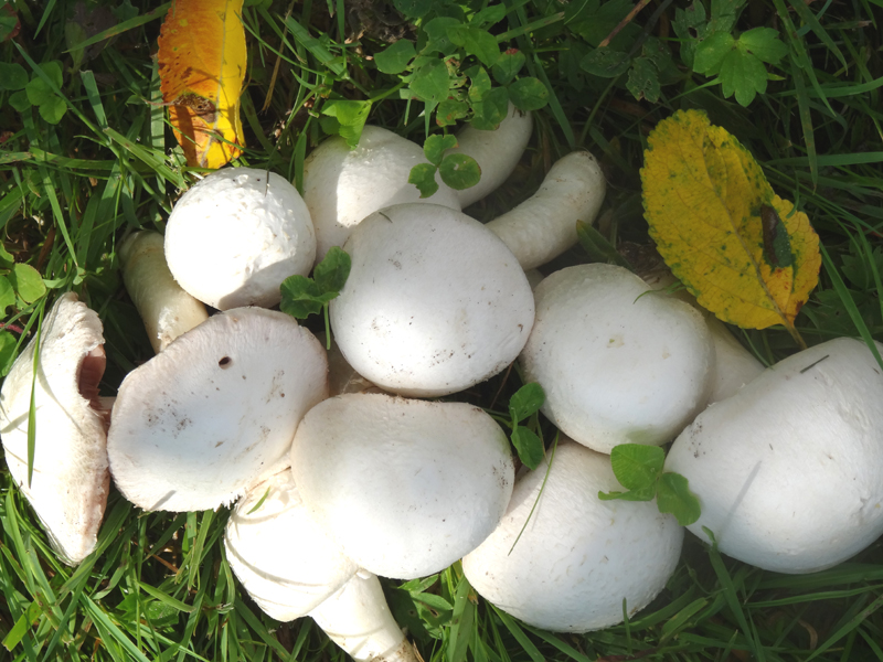 BeautyBlog-champignon