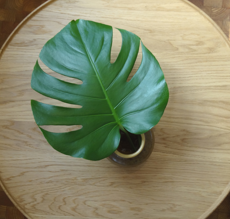 BeautyBlog-fingerfliget-philodendron