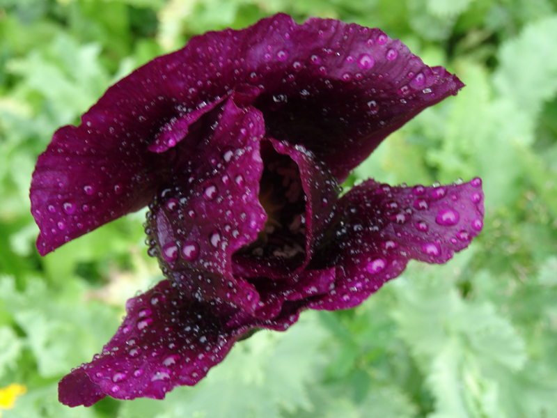 BeautyBlog-regnvåd-violet-valmue