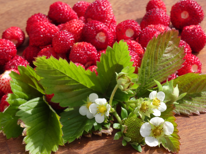 BeautyBlog-skovjordbær-med-blomster